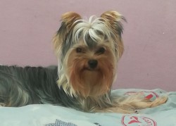 Enrico