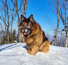 GASTON