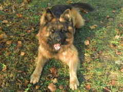 Gaston