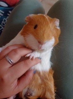 Bunny