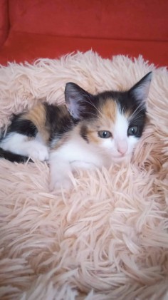 Kiki