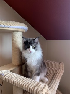 Max