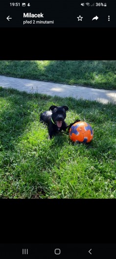 Vinnie