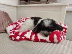 Maggie