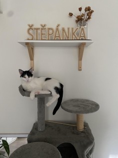 Štěpánka