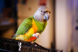 Chico