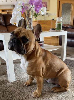 Hugo