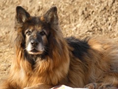 Gaston