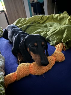 Teddy