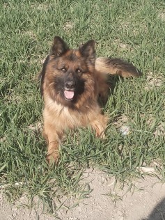 Gaston