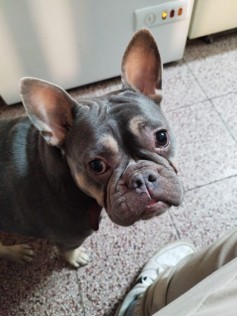 Amálie