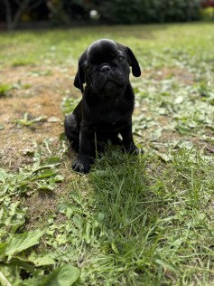 Beasty Boy