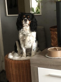 Buddy