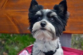 Tobi