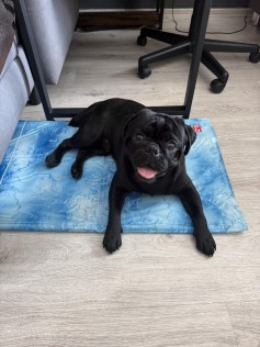 Beasty 