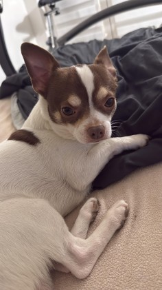 Max