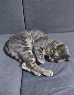Ozzinek 