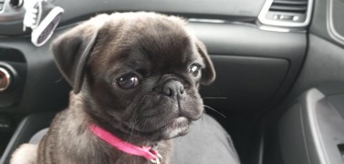 BUBU