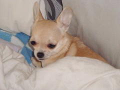 Mia