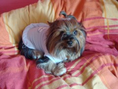 Sofie