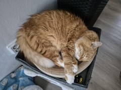 Kvido 