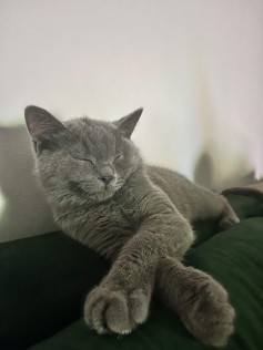 Ozzy