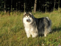 Yukon
