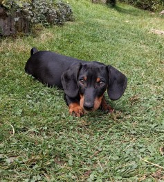 Lolek 