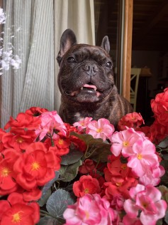 Hugo